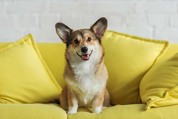 Effective Ways to Rid Yourself of Pet Odors